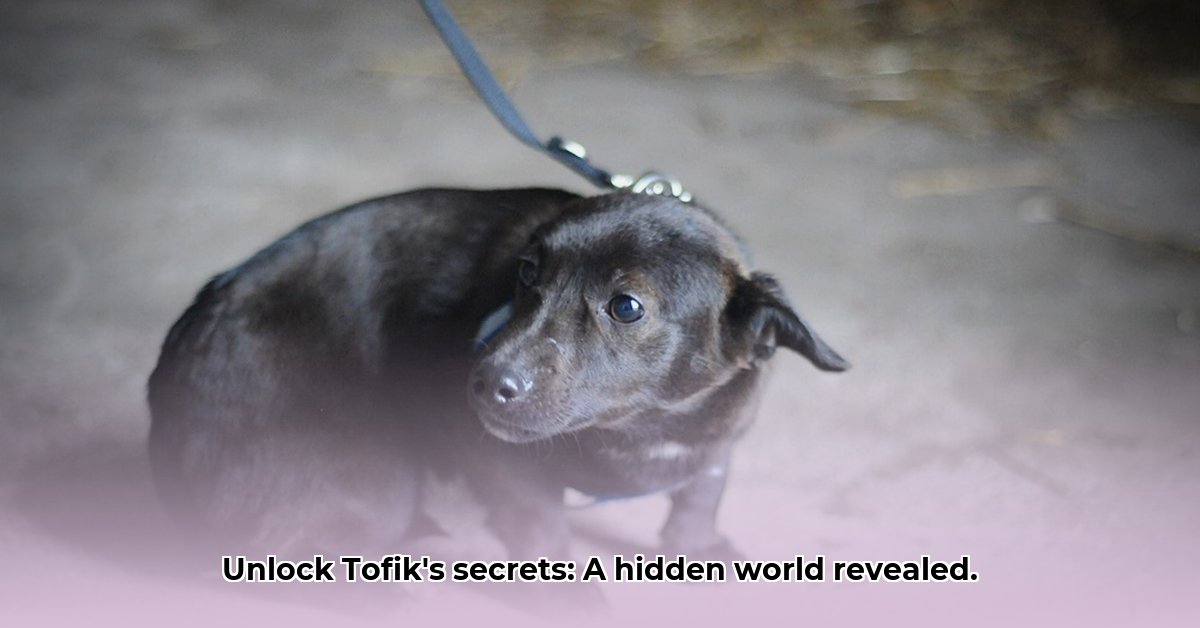 tofik